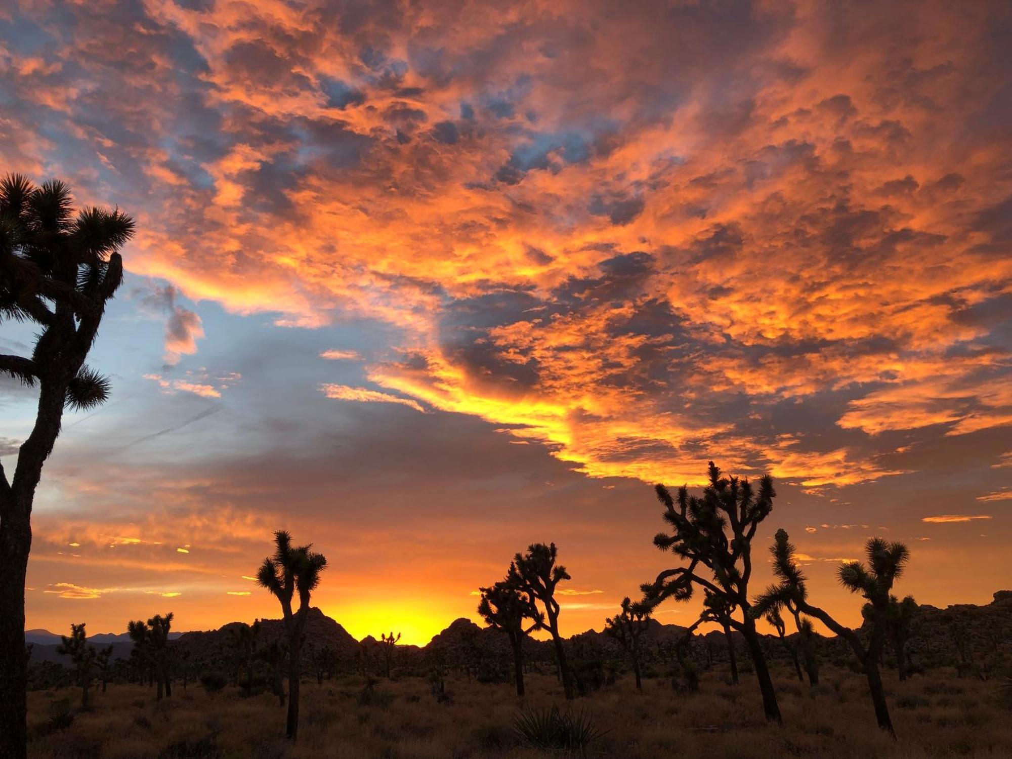 Cozy Desert Retreat With Amazing Views Only 4 Miles To Jtnp Joshua Tree Exterior photo