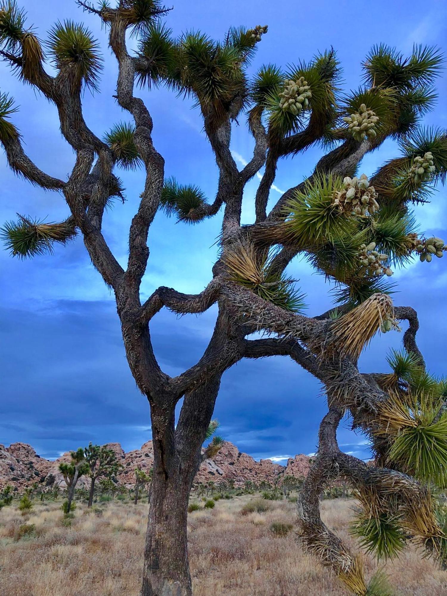Cozy Desert Retreat With Amazing Views Only 4 Miles To Jtnp Joshua Tree Exterior photo